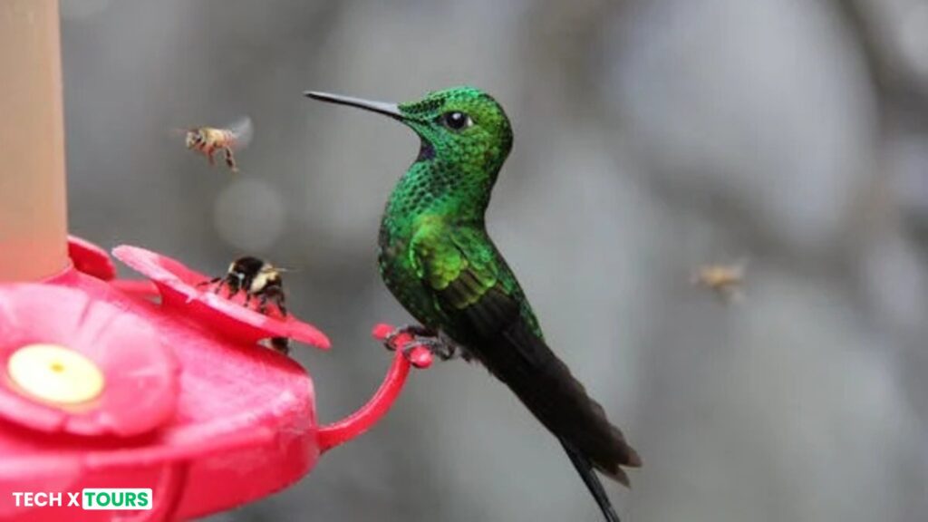 Wildlife of Costa Rica