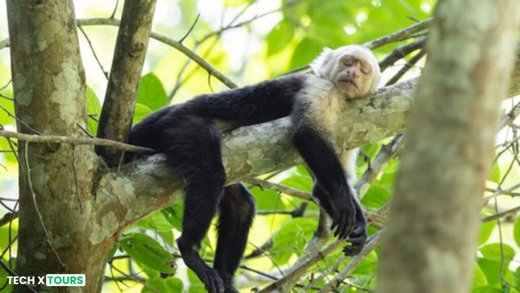 Wildlife of Costa Rica